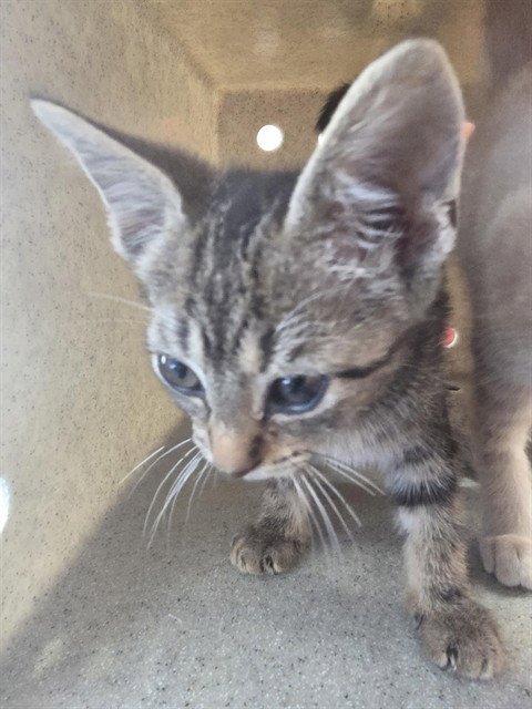 A799775 - Domestic Short Hair available for adoption