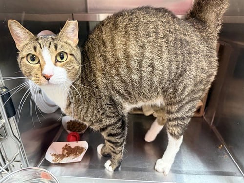 MARVELOUS MARVIN - Domestic Short Hair available for adoption