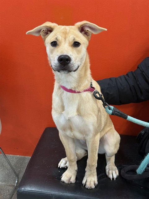 A794141 - Black Mouth Cur available for adoption