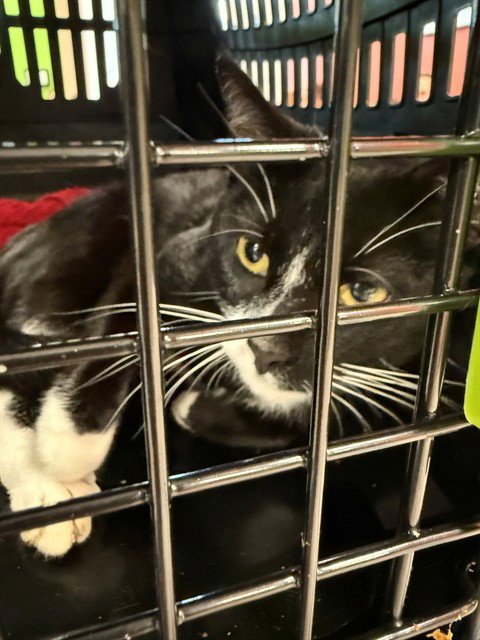 A799351 - Domestic Short Hair available for adoption