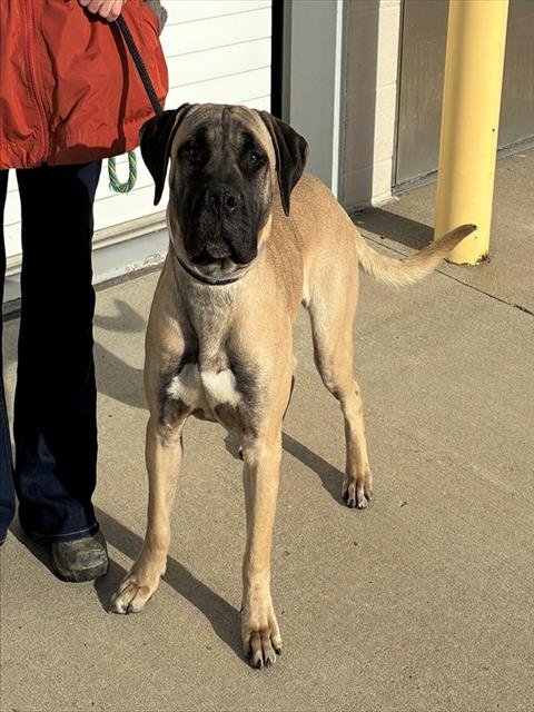 SHOVEL KNIGHT - Mastiff available for adoption