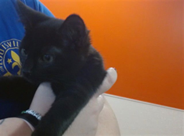 RALPH ANGEL - Domestic Short Hair available for adoption