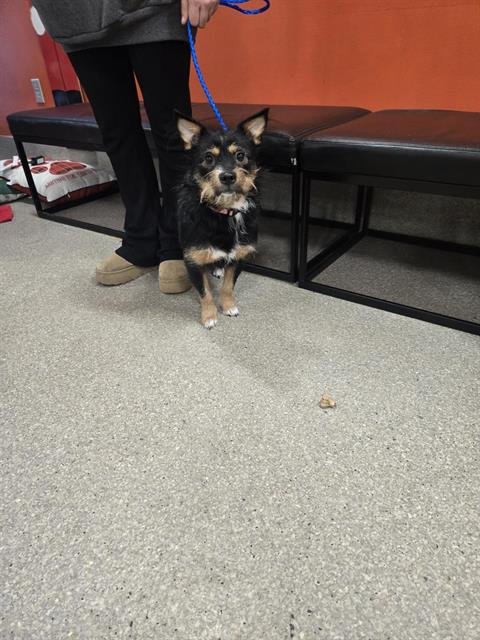 CUPIDS HAT - Wirehaired Fox Terrier available for adoption