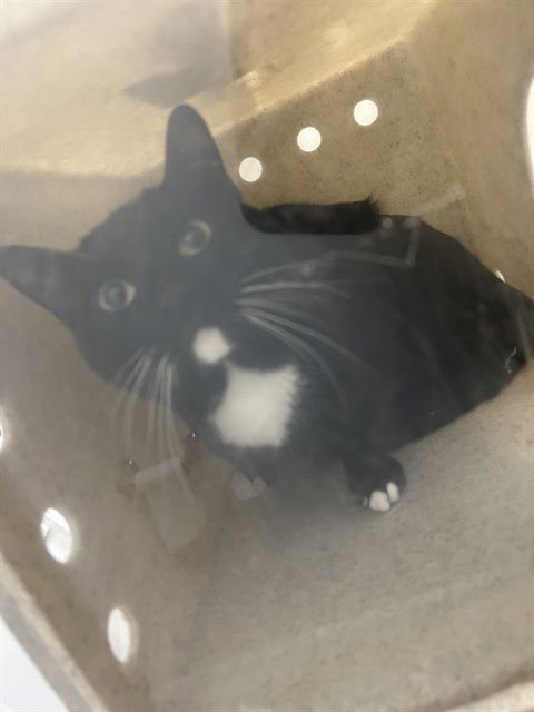 ORION - Domestic Short Hair available for adoption