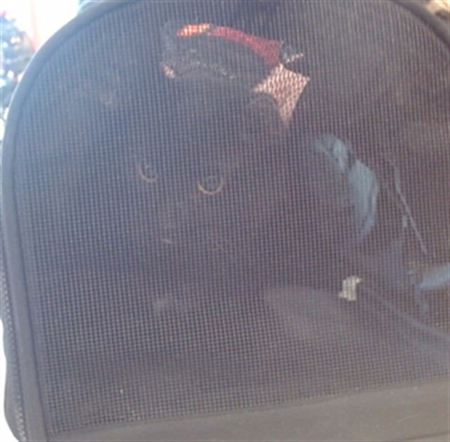 LILLY - Domestic Short Hair available for adoption