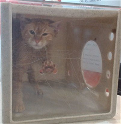 DON GEE - Domestic Short Hair available for adoption