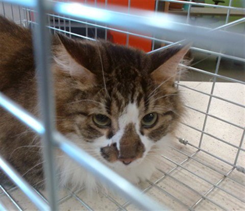 TIGER - Domestic Medium Hair available for adoption