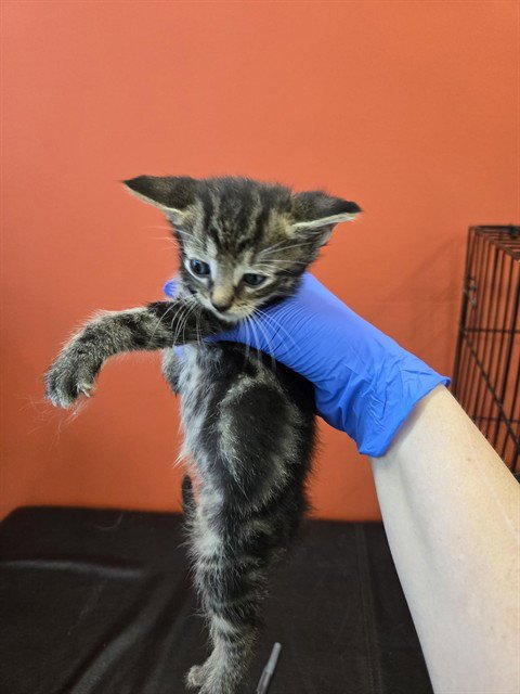 HOURLY - Domestic Short Hair available for adoption