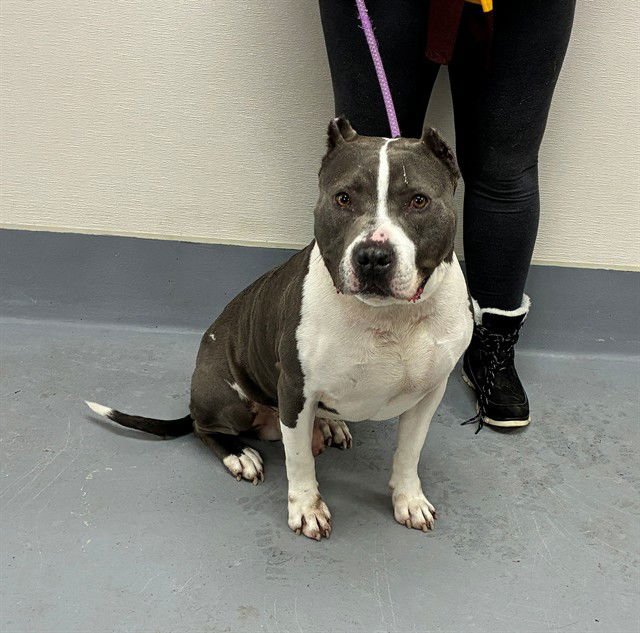 SOURDOUGH STARTER - Pit Bull Terrier available for adoption