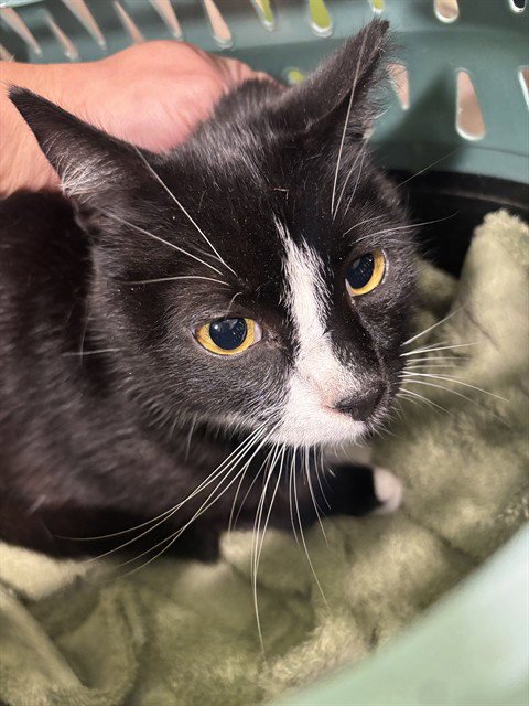 TRINITY - Domestic Short Hair available for adoption