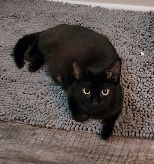 CANDY - Domestic Short Hair available for adoption