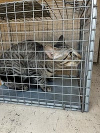 MEOWCHAEL - Photo 1