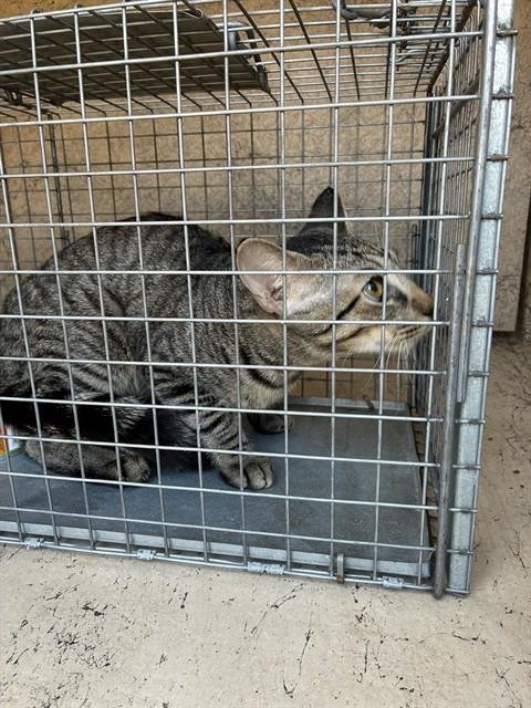 MEOWCHAEL - Domestic Short Hair available for adoption