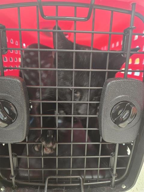 DION DIMUCCI - Domestic Short Hair available for adoption