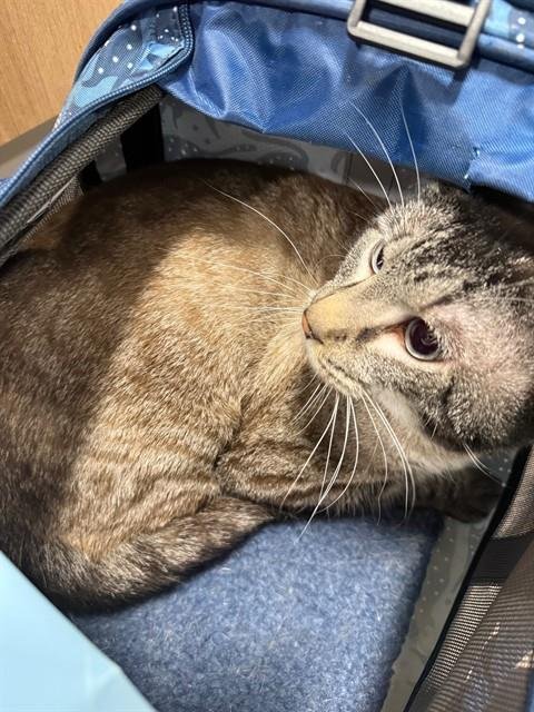 LYNX - Domestic Short Hair available for adoption