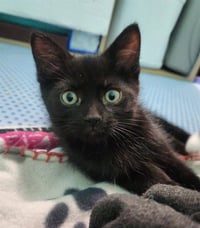 BUTTERCUP - Photo 1