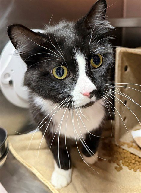RICE - Domestic Medium Hair available for adoption