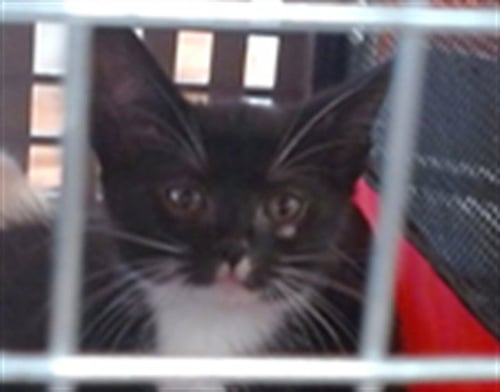 A799400 - Domestic Short Hair available for adoption