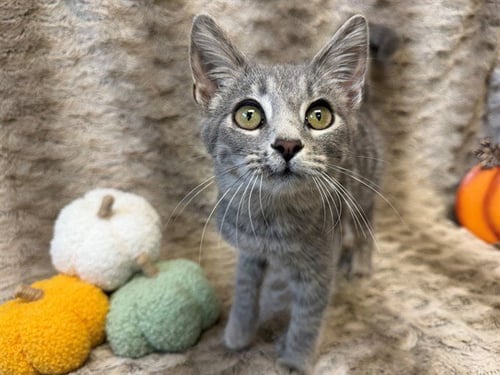 ZIRA - Domestic Short Hair available for adoption