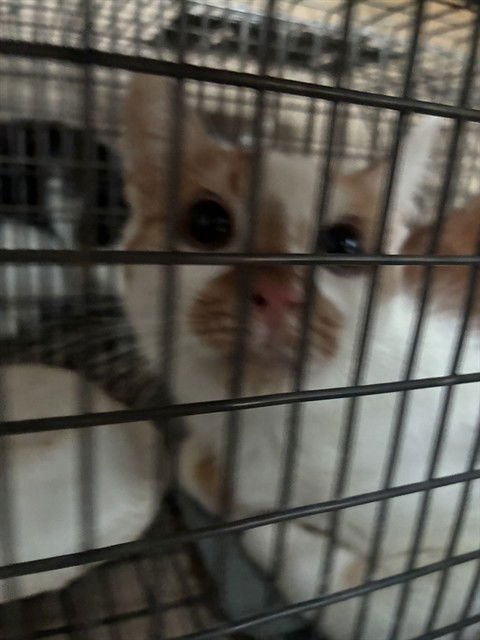 A795463 - Domestic Short Hair available for adoption