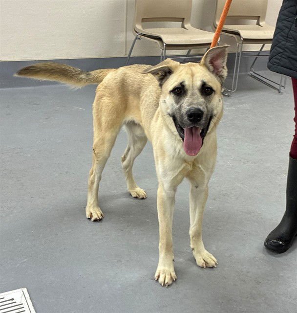 CHERRY COKE ZERO - Anatolian Shepherd available for adoption