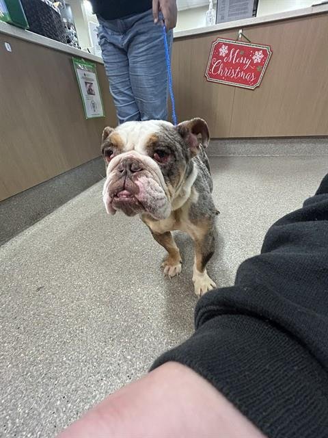 A793149 - Bulldog available for adoption