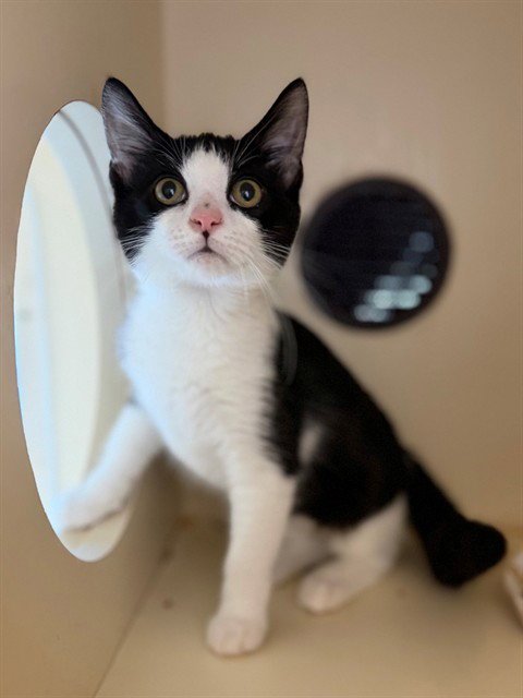 MAR - Domestic Short Hair available for adoption