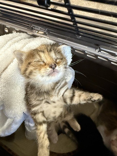 BECKY - Domestic Short Hair available for adoption