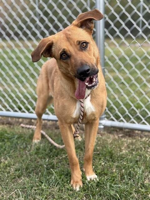 LADY - German Shepherd Dog available for adoption