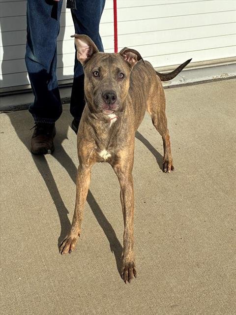 KIMBAP - Staffordshire Bull Terrier available for adoption