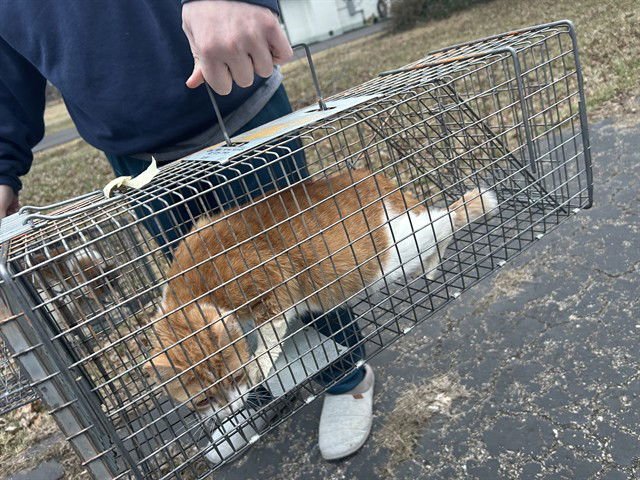 SUNSHINE - Domestic Short Hair available for adoption
