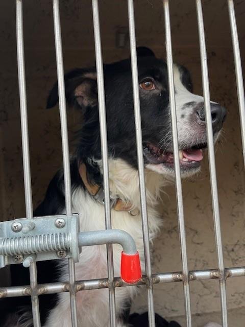 A793329 - Border Collie available for adoption