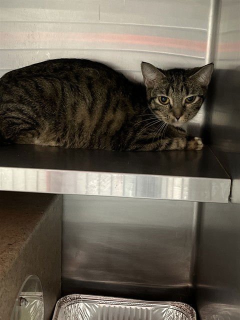 WISHBONE - Domestic Short Hair available for adoption