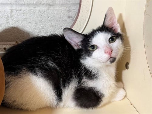 WASABI - Domestic Short Hair for adoption in Louisville