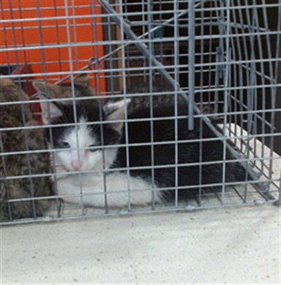 WASABI - Domestic Short Hair available for adoption