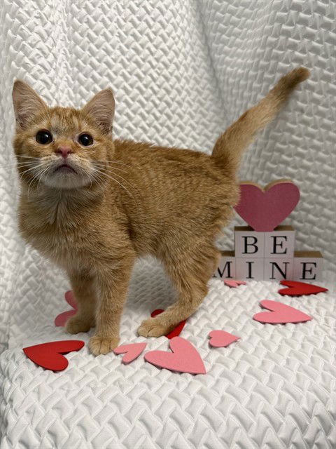 WEASLEY - Domestic Short Hair available for adoption