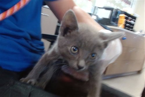 POGO - Domestic Short Hair available for adoption