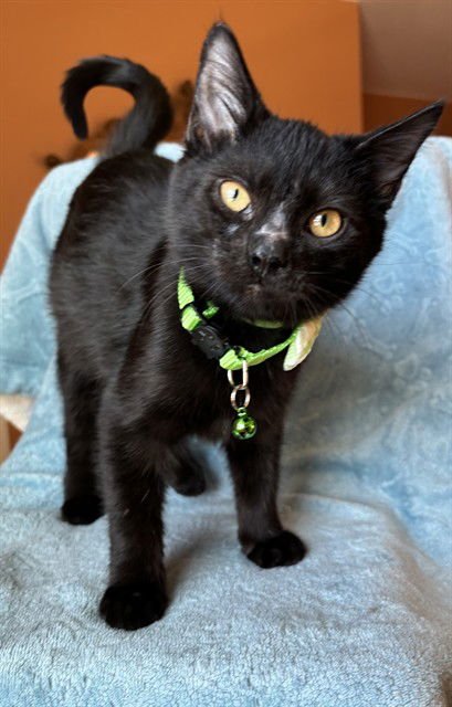 MASH - Domestic Short Hair available for adoption