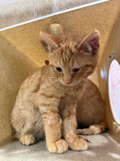 COLBY - Domestic Short Hair available for adoption