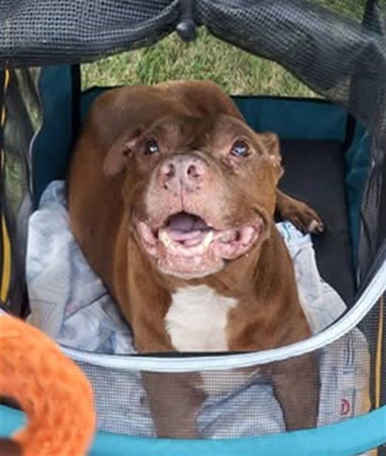 HARLEY - Pit Bull Terrier available for adoption