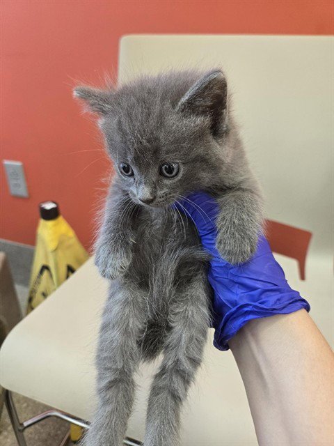 CELESTE - Domestic Short Hair available for adoption
