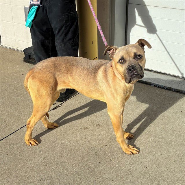 MOOSIFER - Boxer available for adoption