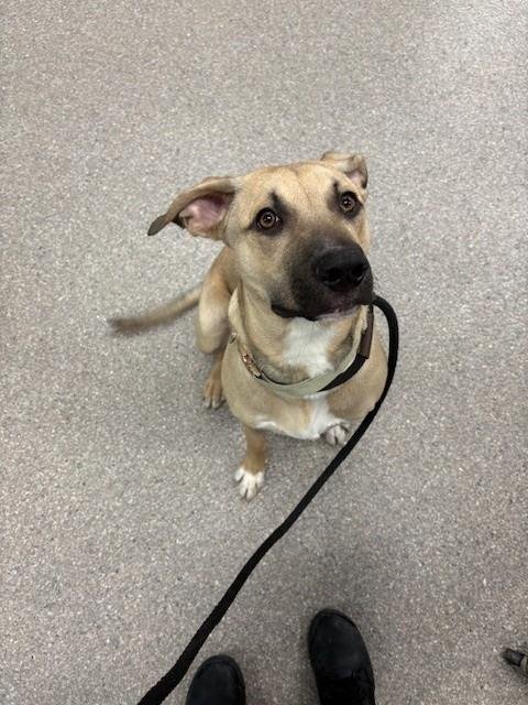 COPPER - Labrador Retriever available for adoption