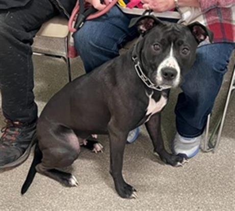 HOVA - Pit Bull Terrier available for adoption