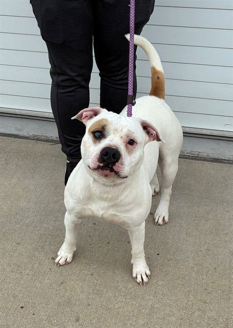 JEJUNE EYES - Staffordshire Bull Terrier available for adoption