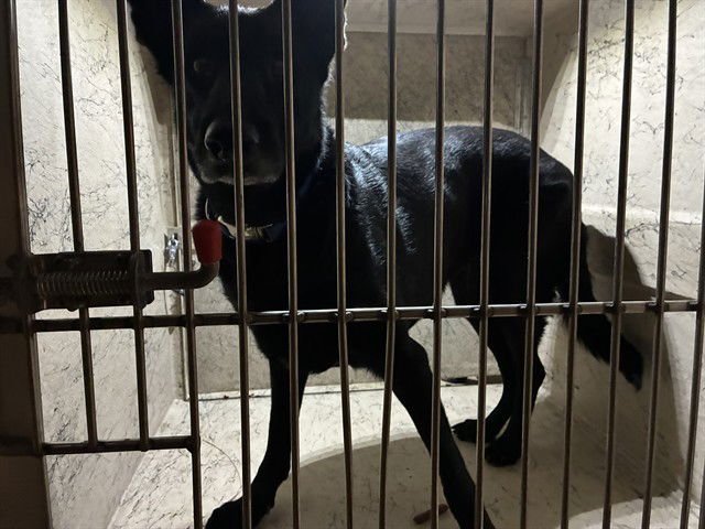 CICI - German Shepherd Dog available for adoption