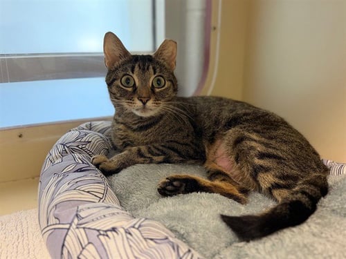 WILLOW - Domestic Short Hair available for adoption