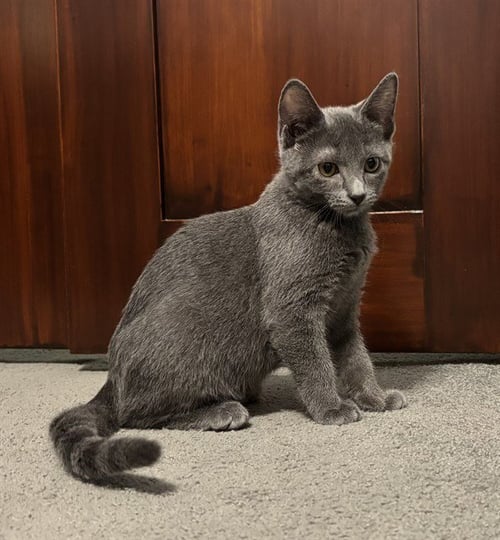 OLIVETTI - Domestic Short Hair available for adoption