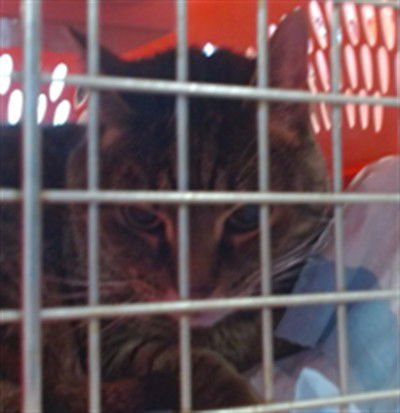 MICKEY - Domestic Short Hair available for adoption