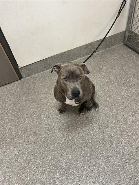 DUKE - Pit Bull Terrier available for adoption